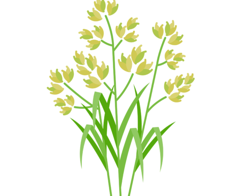 Allergie